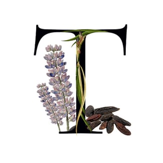 Tonka Bean Absolute Media